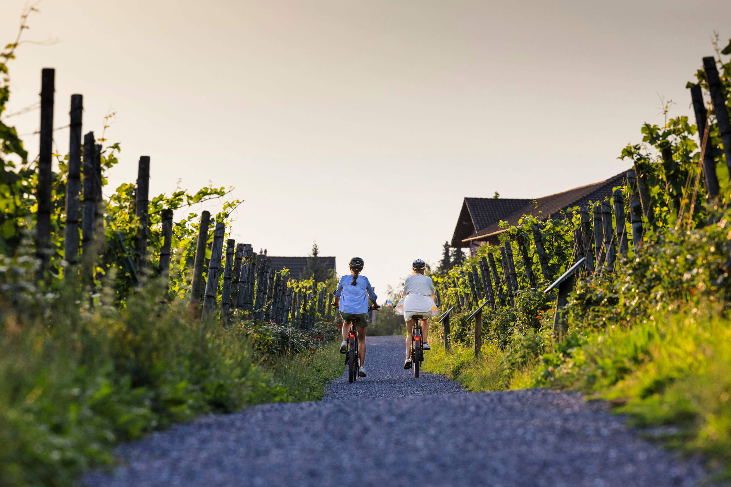 Liechtenstein: ein Land – ein Radweg © Christoph Schöch Zwei Personen radeln auf einem Weg durch einen grünen Weinberg bei Sonnenuntergang